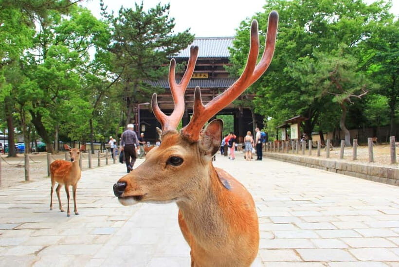Kyoto: Private Customizable Day Tour with Guide and Vehicle - Gion: old streets, respectful viewing, and photo help that actually works