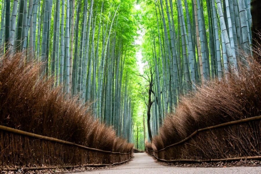 Kyoto: Private Full-Day Tour by Car - Lunch and Food: How to Handle It When It’s Not Included