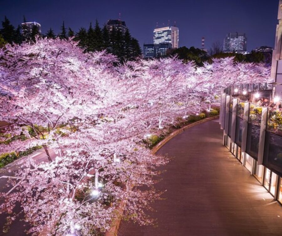 Kyoto: Private Highlights Tour with Guide and Luxury Vehicle - The Higashiyama temple loop: Ginkaku-ji, Sanjusangen-do, and Kiyomizu-dera