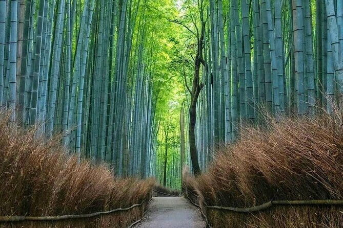 Kyoto tour 12 hours Private Nagoya pick up available - Arashiyama: Slow Your Pace at Togetsukyo Bridge