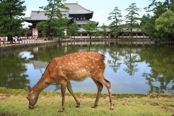 Nara 8hr Private Tour - Kyoto DEP. with Licensed Guide - Key things I’d aim for on this tour