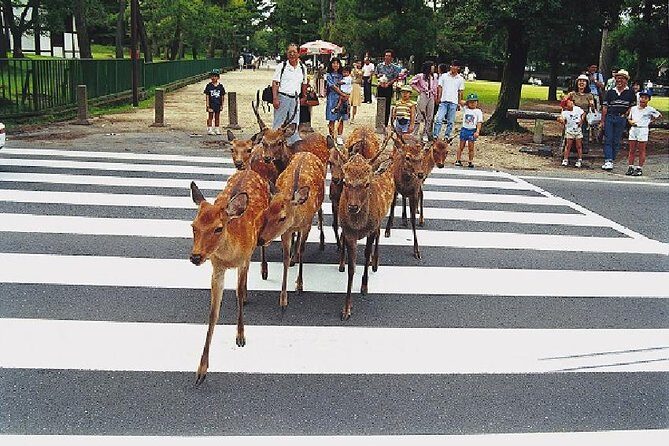 Nara Afternoon Tour from Kyoto or Osaka - Key takeaways before you go
