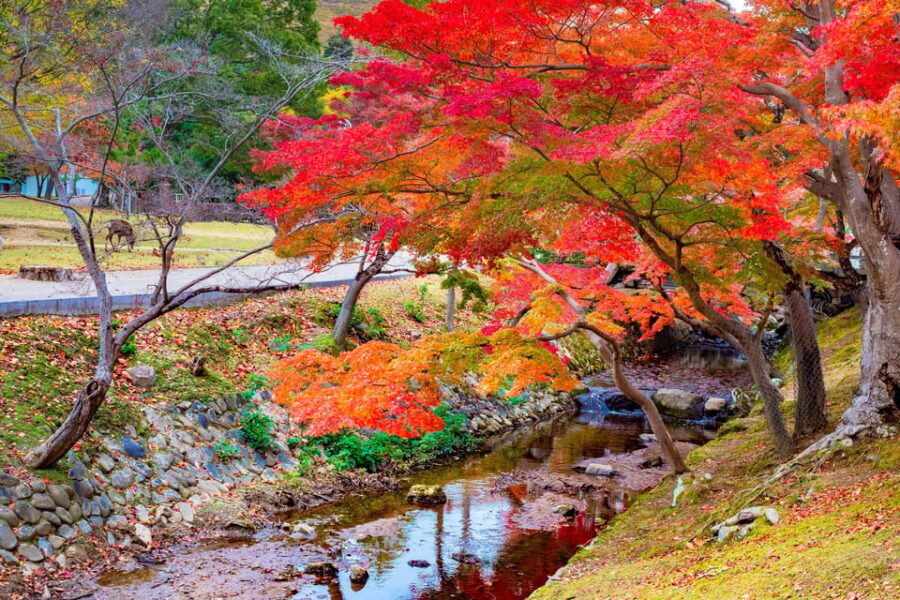 Osaka/Kyoto: Katsuoji, Kinkakuji, Arashiyama 1-Day Bus Tour - Should you book this Osaka/Kyoto 1-Day Bus Tour?