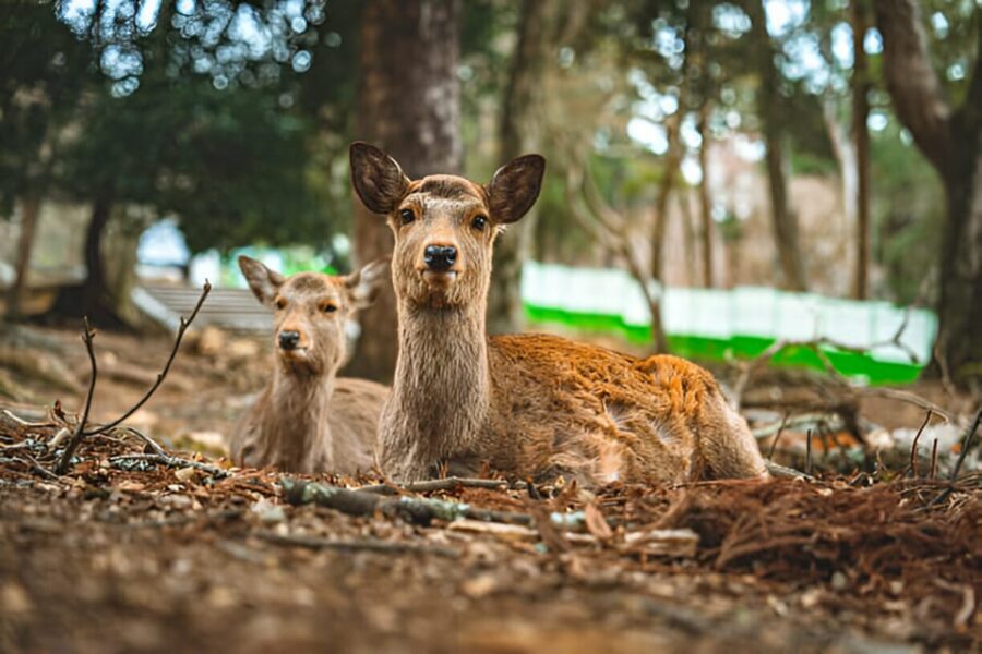 Osaka/Kyoto: Private Kyoto and Nara Day Trip - Price and Value: What $516 Gets You for Up to 6