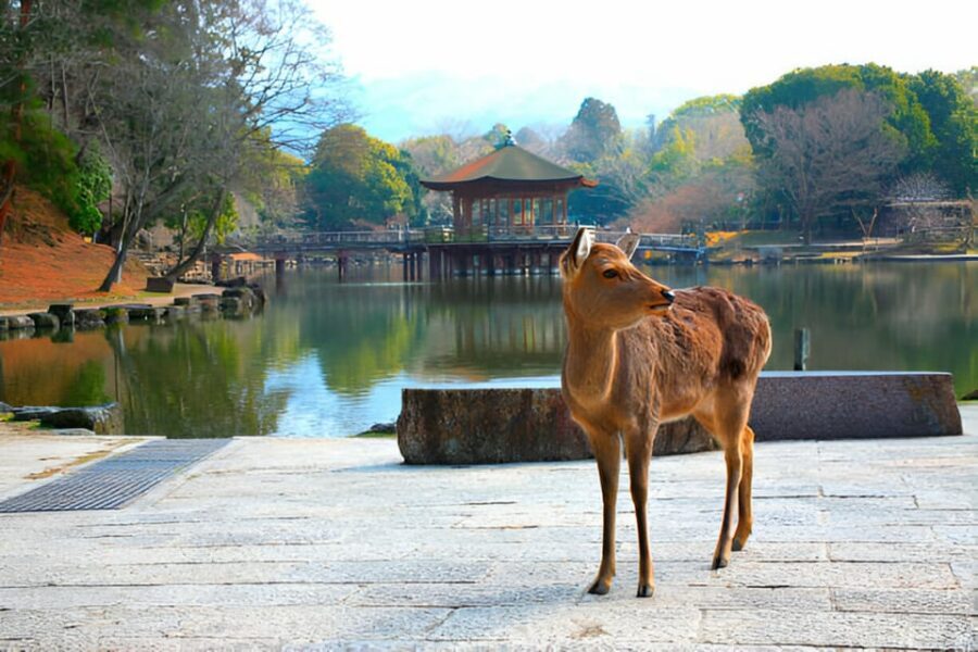 Osaka/Kyoto: Private Kyoto and Nara Day Trip - Nara Park and Todai-ji: Deer Encounters and Big-Buddha Scale