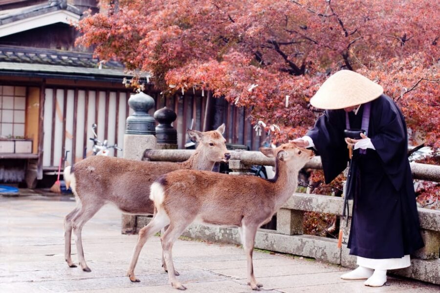 Osaka/Kyoto: Private Kyoto and Nara Day Trip - Entry Fees and Food: Budgeting Like a Local