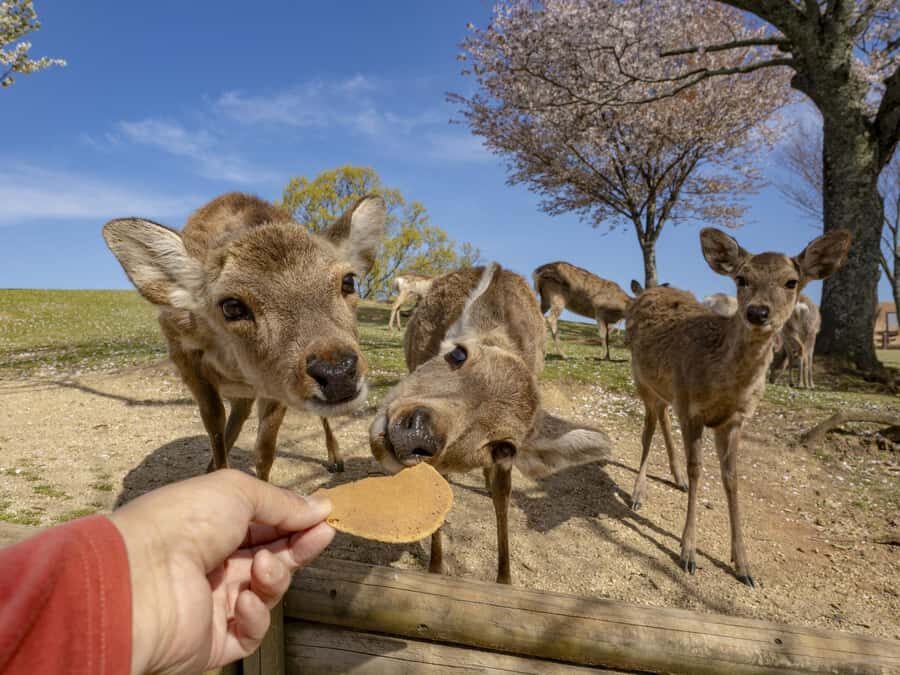 Osaka/Kyoto:Kinkakuji,Arashiyama,FushimiInariShrine,NaraPark - Should you book this Osaka/Kyoto highlights day trip?