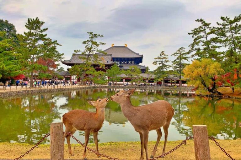 Osaka/Kyoto:Kinkakuji,Arashiyama,FushimiInariShrine,NaraPark - Nara Park and Todai-ji: deer first, then the giant Great Buddha