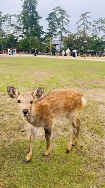 Osaka & Nara: Private Tour with English speaking guide - Key reasons this tour works for couples and first-timers