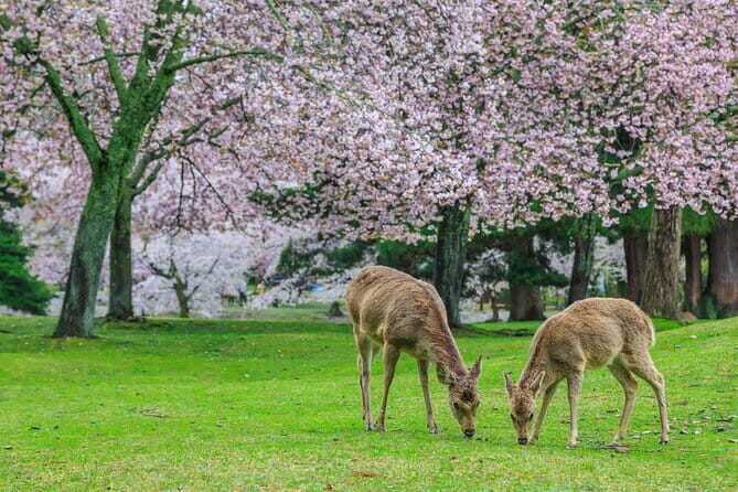Otagi Nenbutsu Temple and Arashiyama Bamboo Forest Tour - Pacing and logistics: what the schedule feels like on the ground