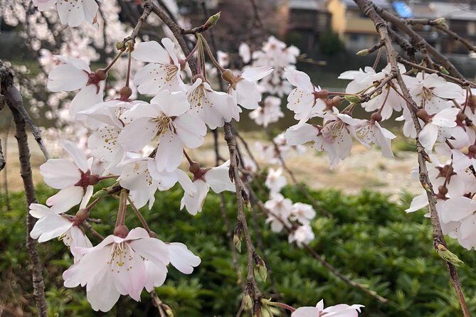 Private car tour in Kyoto (up to 4) - Starting With Pickup and a 9:00 AM Game Plan