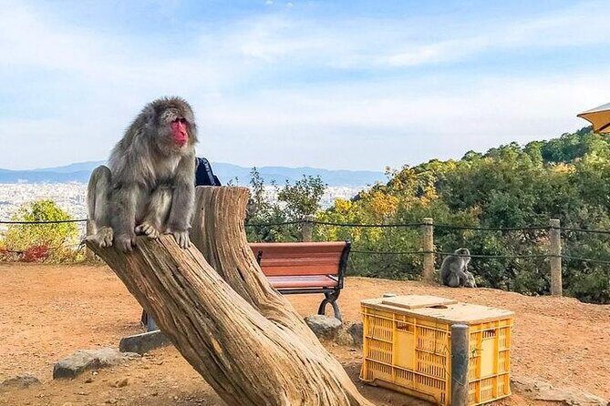 Private Day Tour - Kyoto Arashiyama & Bamboo Forest Perfect Tour! - Saga-Arashiyama Station to Nonomiya Shrine: start where the bamboo frames the path