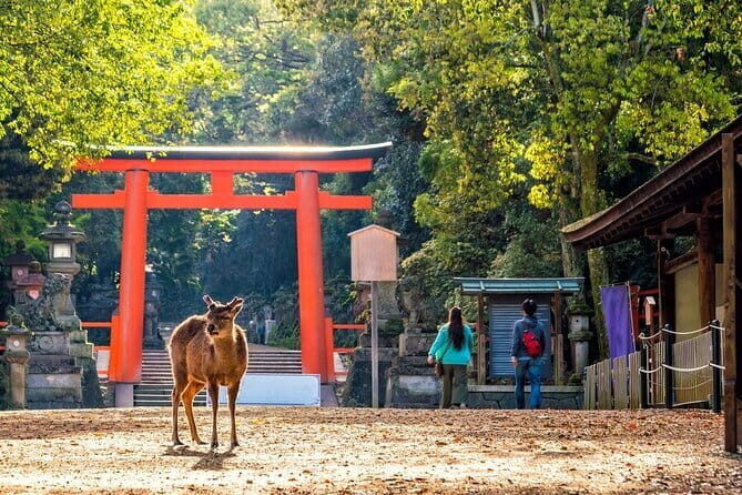 Private Kyoto Customizable Day Tour with English Speaking Driver - Kiyomizu-dera: Pure Water Temple Views (and a Real Walk Feel)