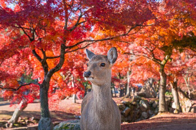 Private Kyoto Tour by Car with Optional Nara or Osaka Add-Ons - The Kyoto Stops That Anchor the Day