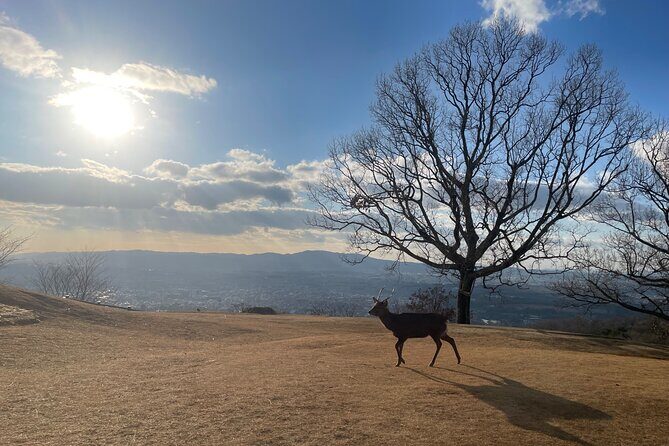 Private Kyoto Tour: Explore the Most Iconic Sights - A Private Day Around Kyoto’s Biggest Names