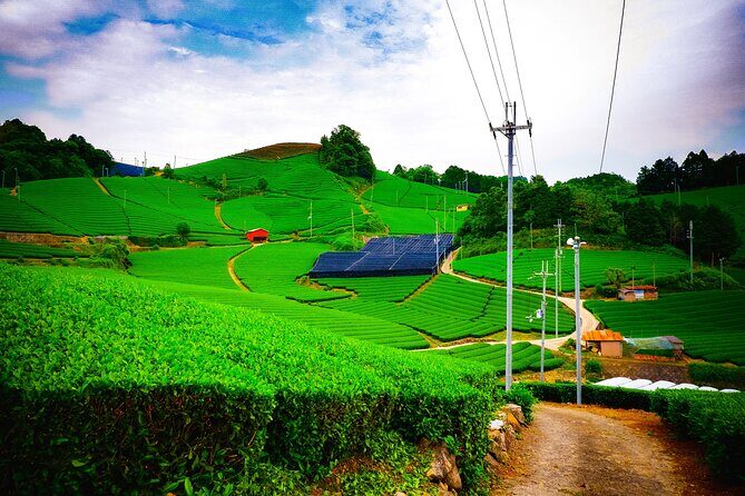 Scenic Green Tea Fields of Hidden Kyoto & Local Tea Exp (Private) - Key highlights you’ll feel right away