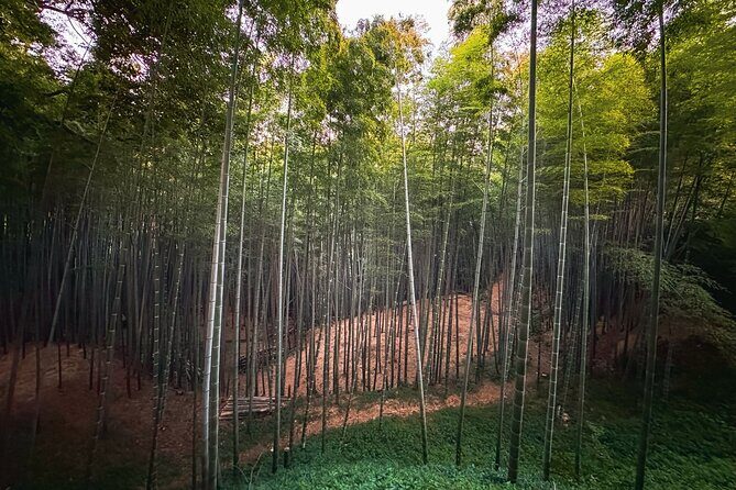 Scenic Green Tea Fields of Hidden Kyoto & Local Tea Exp (Private) - Tea shopping: better prices and a real reason to buy