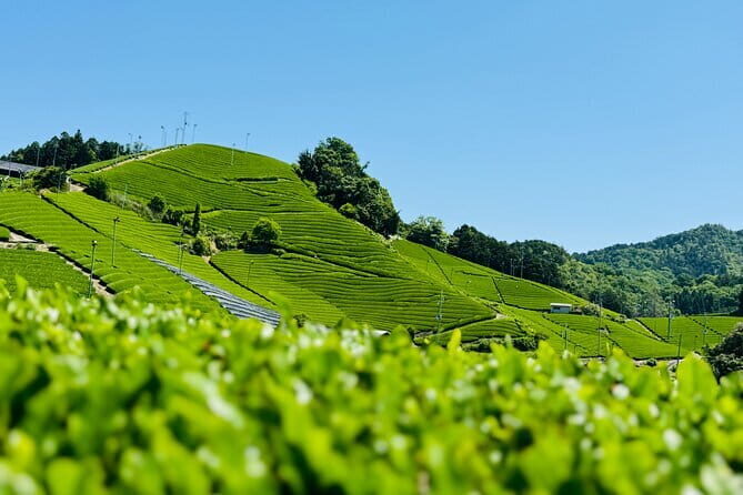 Slow Cycling Tour at Uji's Matcha Green Tea Fields and Heritage - Byodo-in Omotesando: UNESCO or tea time at the end