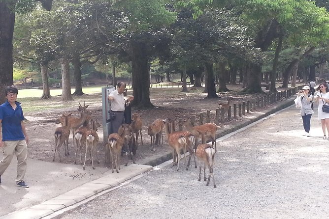 Fushimi Inari & Nara Highlights Tour - Booking Information