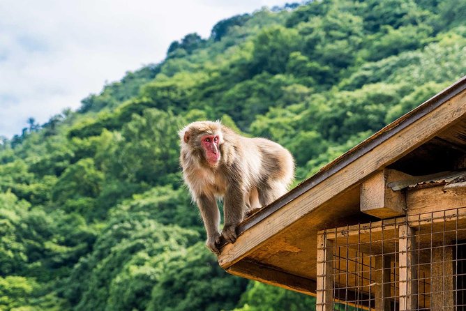 Afternoon Arashiyama Bamboo Forest & Monkey Park Bike Tour - Inclusions