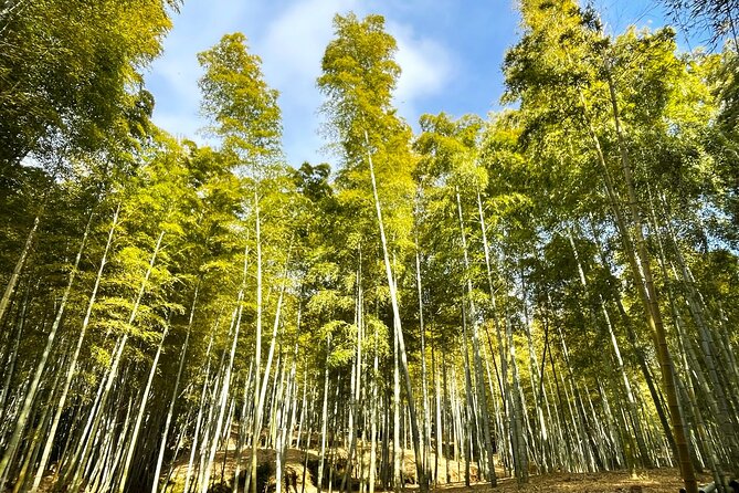 Private Fushimi Red Gates & Secret Bamboo Mountain Trekking Tour - Availability & Booking Process