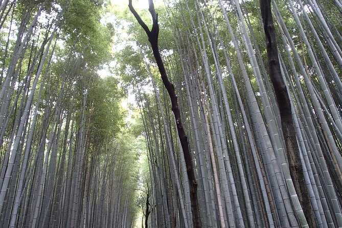 Private 1 Day Kyoto Tour Including Arashiyama Bamboo Grove and Golden Pavillion - Tour Pricing Details