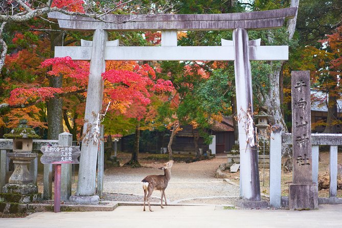 Nara Day Trip From Kyoto With a Local: Private & Personalized - Tour Overview