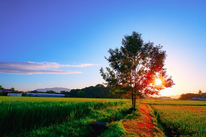 Green Tea Fields, Serene Beautiful Nature of Kyoto: Private Tour - Photo Opportunities