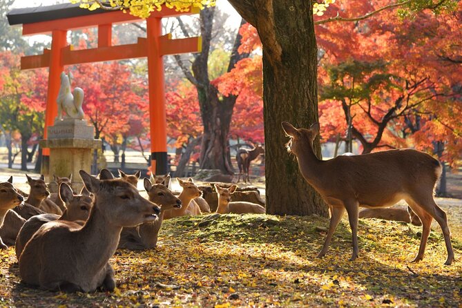 Kyoto and Nara Golden Route 1-Day Bus Tour From Kyoto - Meeting Point Instructions