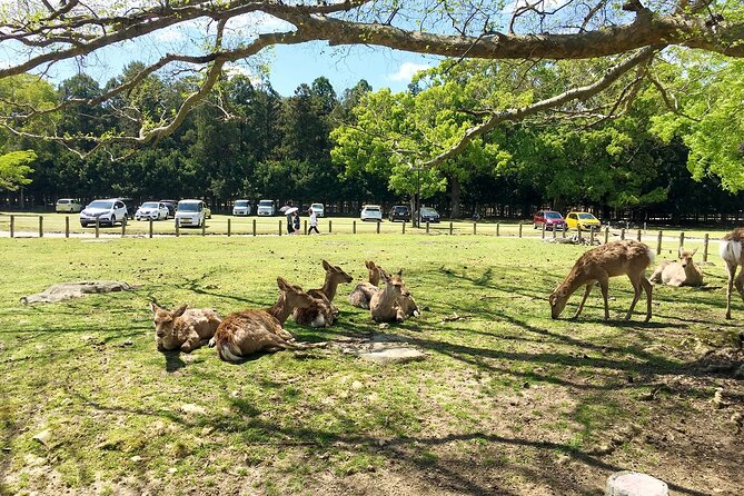 Nara Half Day Bus Tour From Kyoto - Tour Overview