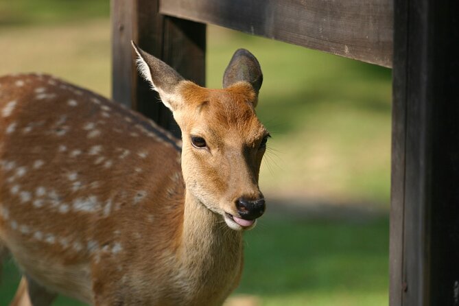 Nara Half Day Bus Tour From Kyoto - Traveler Photos