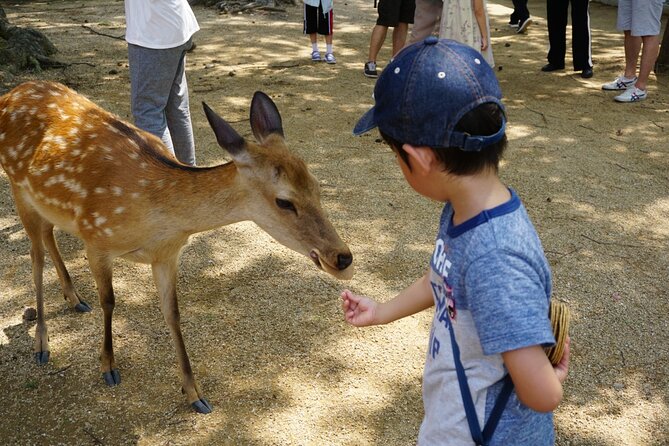 Nara Half Day Bus Tour From Kyoto - Reviews