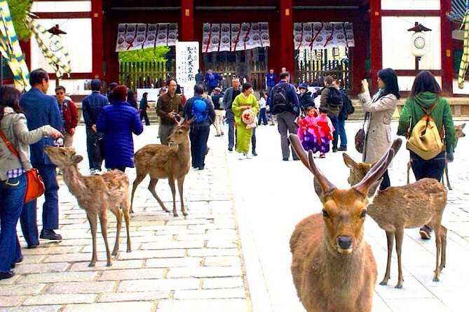 4-Day Private Kyoto Osaka Nara Sightseeing Tour With Guide - Cancellation Policy