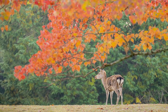 Kyoto and Nara 1 Day Bus Tour - Guide Quality and Experience