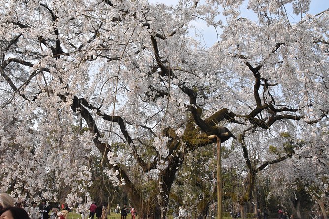 Cycle Kyotos Hidden Gems & Gion Stroll - Weather Considerations