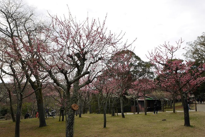 Nara Todaiji Kasuga Taisha Private Full Day Tour From Kyoto - Accessibility Information